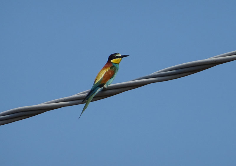 Merops apiaster - Meropidae......(gruccione)